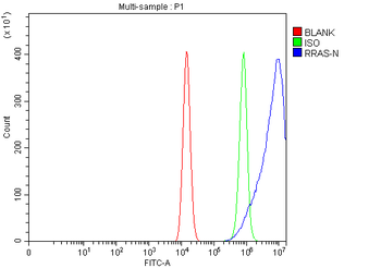 Anti-RRAS Antibody