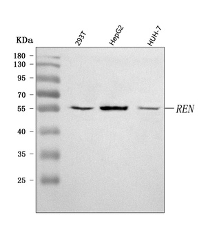 Renin/REN Antibody