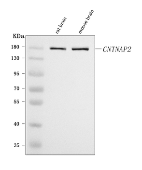 Anti-Caspr2/CNTNAP2 Antibody