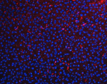 Anti-F4/80/Adgre1 Antibody