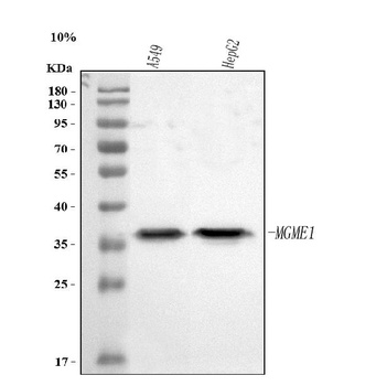 Anti-MGME1 Antibody
