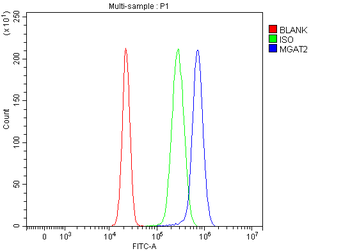 Anti-MGAT2 Antibody