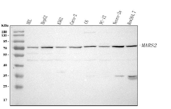 Anti-MARS2 Antibody