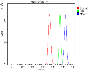 Anti-MAEA Antibody