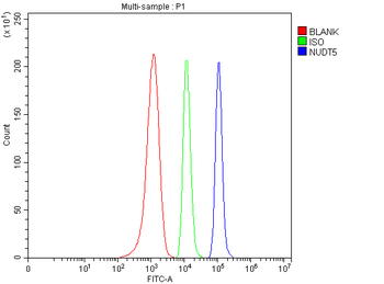 Anti-NUDT5 Antibody
