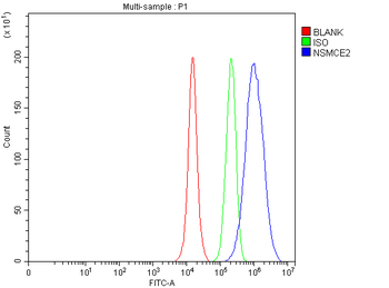 Anti-NSMCE2 Antibody
