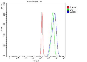 Anti-MGAM Antibody