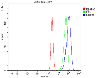 Anti-NUP37 Antibody