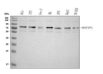 Anti-NUFIP1 Antibody