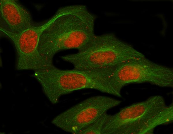 Anti-NUFIP1 Antibody