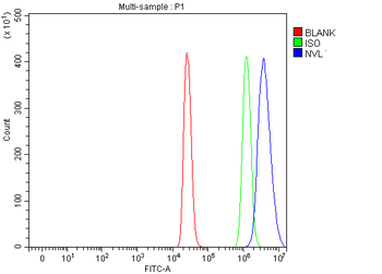 Anti-NVL Antibody