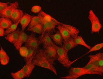 Anti-DAX-1/NR0B1 Antibody
