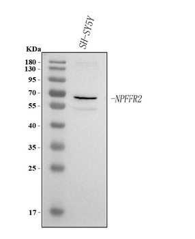 Anti-NPFFR2 Antibody