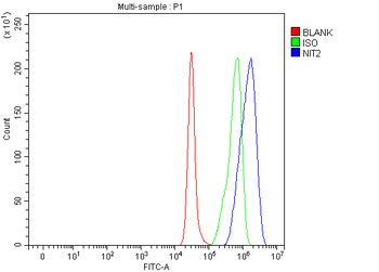 Anti-NIT2 Antibody