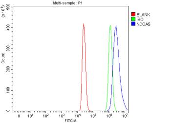 Anti-NCOA5 Antibody