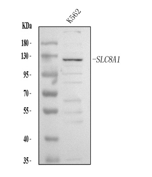 Anti-NCX1/SLC8A1 Antibody