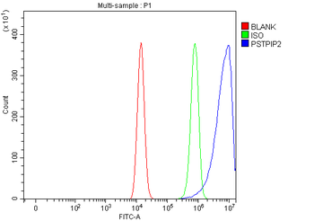 Anti-PSTPIP2 Antibody