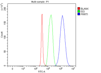 Anti-SynDIG4/PRRT1 Antibody