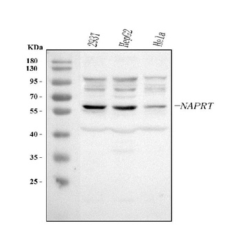 Anti-NAPRT Antibody