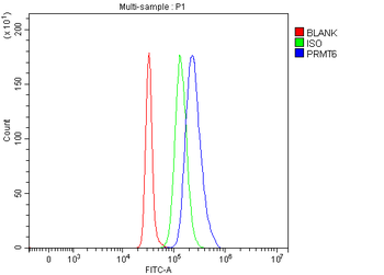 Anti-PRMT6 Antibody