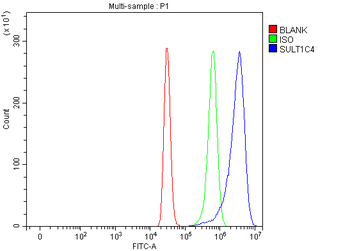 Anti-SULT1C4 Antibody
