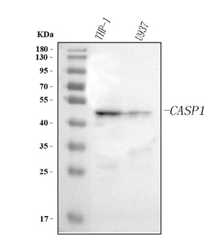 Anti-Caspase 1(p20)/CASP1 Antibody