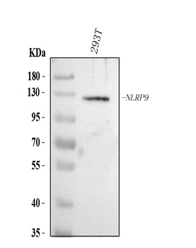 Anti-NLRP9 Antibody