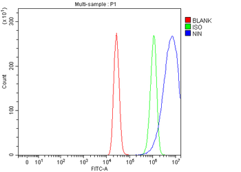 Anti-Ninein/NIN Antibody