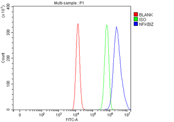 Anti-NFKBIZ Antibody