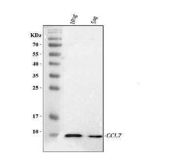 Anti-Ccl7 Antibody