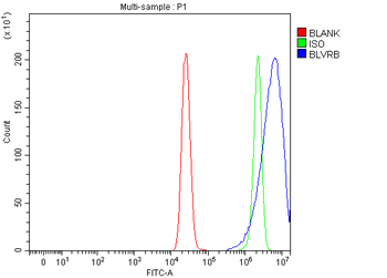 Anti-BLVRB Antibody