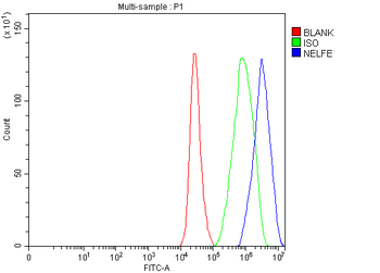 Anti-NELFE Antibody