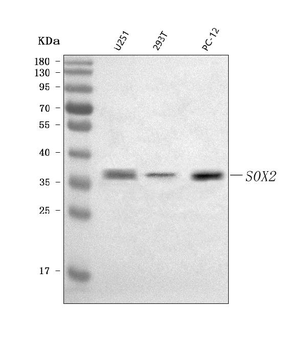 Anti-SOX2 Antibody