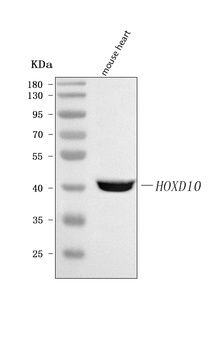 Anti-HOXD10 Antibody