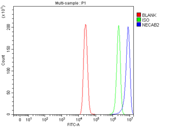 Anti-NECAB2 Antibody