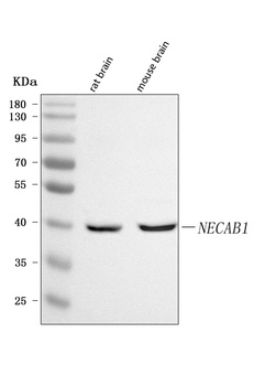Anti-NECAB1 Antibody