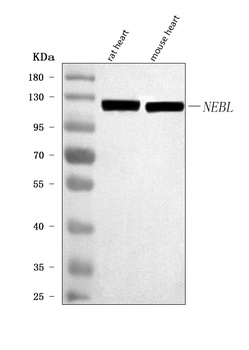 Anti-NEBL Antibody