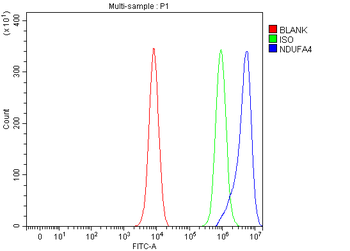 Anti-NDUFA4 Antibody