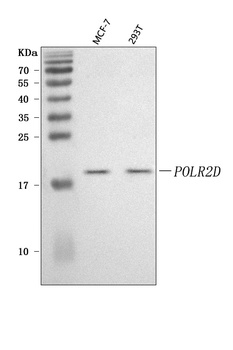 Anti-POLR2D Antibody
