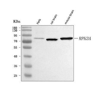 Anti-RPH3A Antibody