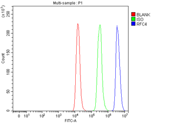 Anti-RFC4 Antibody