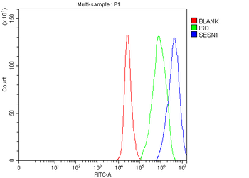 Anti-SESN1 Antibody