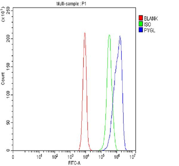 Anti-PYGL Antibody