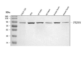 Anti-PRDM4 Antibody