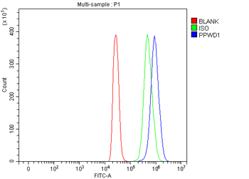 Anti-PPWD1 Antibody