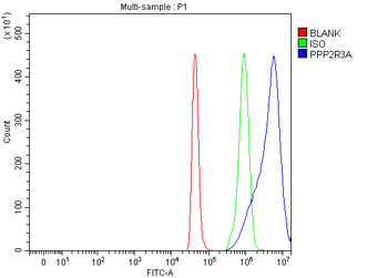 Anti-PPP2R3A Antibody