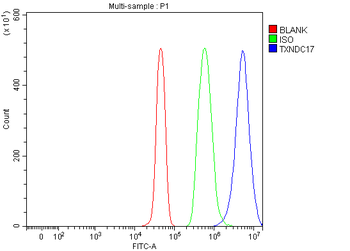 Anti-TXNDC17 Antibody