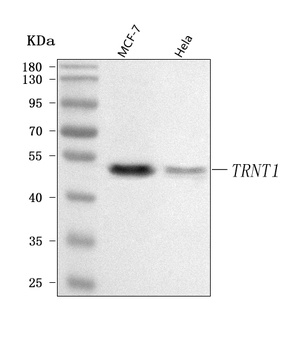 Anti-TRNT1 Antibody