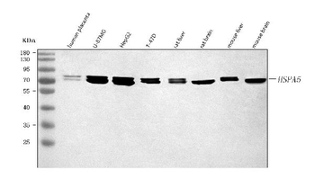Anti-GRP78/BIP/HSPA5 Antibody