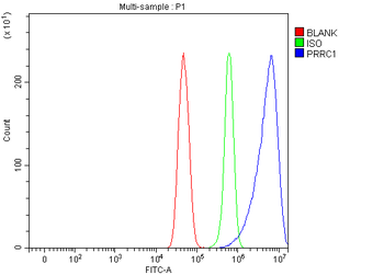Anti-PRRC1 Antibody